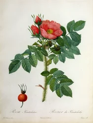 Rosa Kamtschatica, engraved by Chapuy, published by Remond